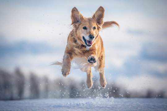 Jumping dog in the snow