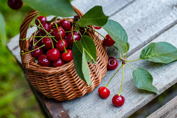 Wicker basket basket for berries and fruit harvest. Cherries with leaves and cuttings collected from the tree. View of the basket from the top.