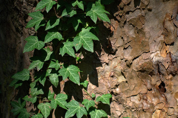 ivy on the tree,green,nature,summer,wood, garden, leaves,