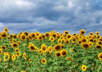 Obraz premium sunflower, flower, floral, sun, beauty, bright, field, green, growth, leaf, meadow, sky, summer, sunny, yellow, agriculture, background, beautiful, blossom, landscape, nature, plant, rural, blue, morn