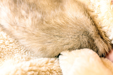 Obraz premium Close up fragment of a brown colored artificial fur texture