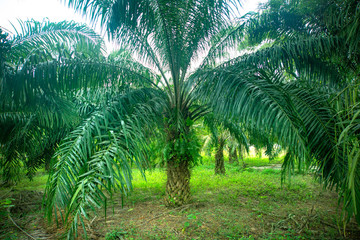 The palm oil field in Thailand