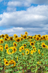 sunflower, flower, floral, sun, beauty, bright, field, green, growth, leaf, meadow, sky, summer, sunny, yellow, agriculture, background, beautiful, blossom, landscape, nature, plant, rural, blue, morn