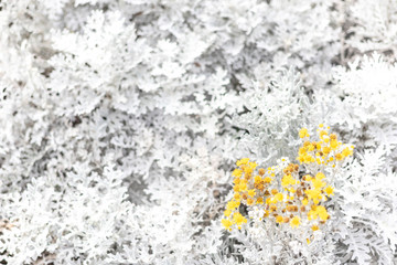 Beautiful Dusty miller (Senecio cineraria DC.) with yellow flowers in the garden.