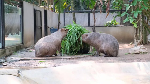 Capybara largest rodent in the world. Capybara sitting on green grass