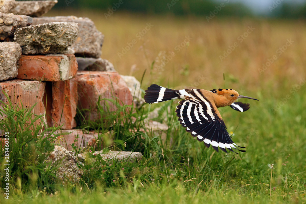 Canvas Prints The hoopoe (Upupa epops) flying away from the nest. Hoopoe flying from a nest built in old building material.