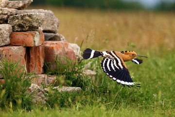 The hoopoe (Upupa epops) flying away from the nest. Hoopoe flying from a nest built in old building material.