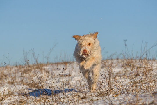 Hund im Schnee