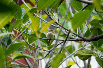 Common tailorbird