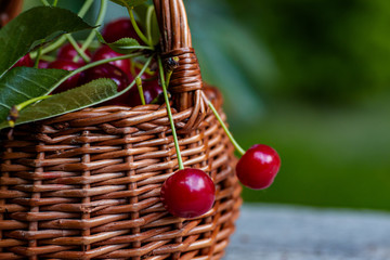 Two cherries are hanging on a basket full of berries. Wicker basket full of red ripe cherry berries on garden wooden table.. Cherries with leaves and cuttings collected from the tree.