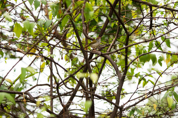 Common tailorbird