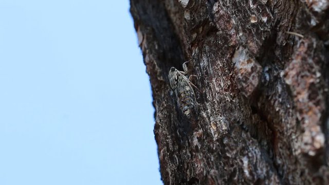 Zikade am Baum