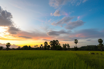 Sunset sky over rice field landscape in South of Thailand.