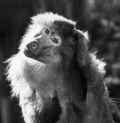 Affe