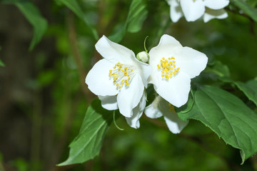 Blüten des Pfeifenstrauches, Falscher Jasmin, Philadelphus inodorns