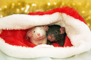 two rats sits in a Santa Claus hat. Symbol of the Chinese New Year 2020. Horoscope. Dumbo rat
