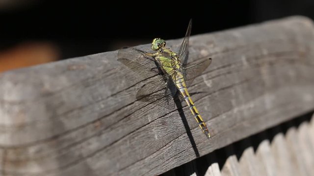 Libelle