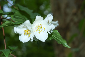 Blüten des Pfeifenstrauches, Falscher Jasmin, Philadelphus inodorns
