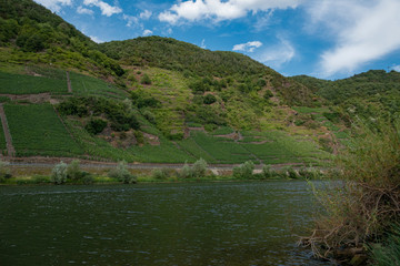 Weinberge an der Mosel, Vineyards on the Moselle