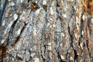 Zikade am Baum