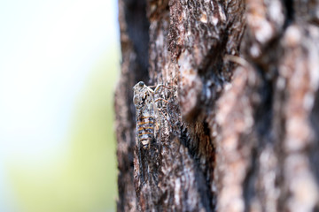 Zikade am Baum
