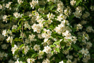 Jasmine blooms in the garden in sunny day. fragrant white jasmine blooms on bush in summer.