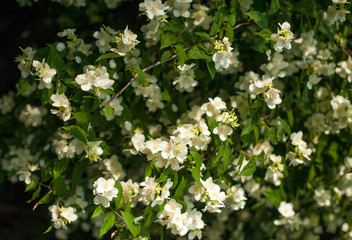 Fototapeta premium Jasmine blooms in the garden in sunny day. fragrant white jasmine blooms on bush in summer.