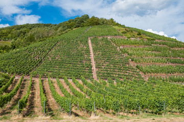 Weinberge an der Mosel, Vineyards on the Moselle