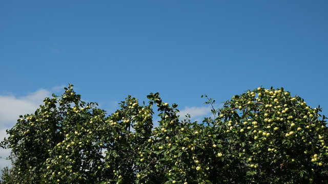 apples on the branches of an apple tree - Powered by Adobe
