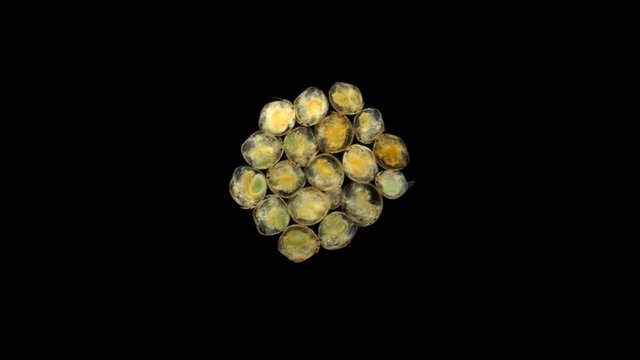 zooplankton under a microscope, plankton crustaceans Cladocera, a colony of microorganisms in a drop of water, from the Chydorus family, is found everywhere and is very tolerant of extreme