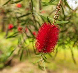 Exotic red flower in the park