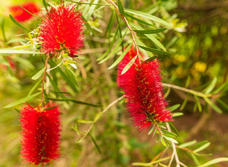 Exotic red flower in the park