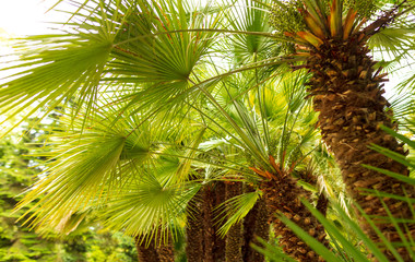 Fototapeta na wymiar Branches of palm trees in nature in summer