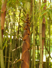 Fototapeta premium Young bamboo grows out of the ground in the park
