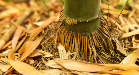 Bamboo roots in the park