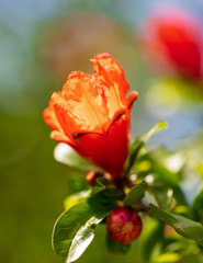 Red flower on pomegranate