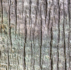 Bark on a palm tree as an abstract background