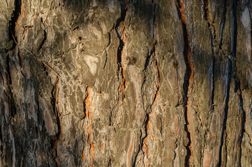 The huge trunk of the ship pine. The lines and texture of natural wood (bark). Shooting at eye...
