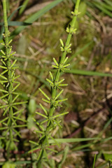 Junger Schachtelhalm im Frühling, Equisetum fluviatile