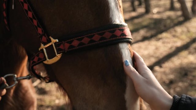 Close upview of a beautiful brown horse with white mane in a wood on sunrise slow motion