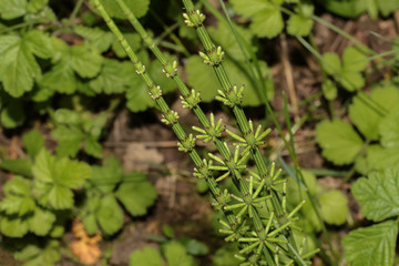 Junger Schachtelhalm im Frühling, Equisetum fluviatile