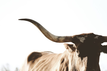 Texas Longhorn cow isolated on sky as background for farm animal concept. - obrazy, fototapety, plakaty