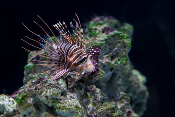 Naklejka na ściany i meble The lionfish (Pterois volitans) is a poisonous coral reef fish of the Scorpaenidae family