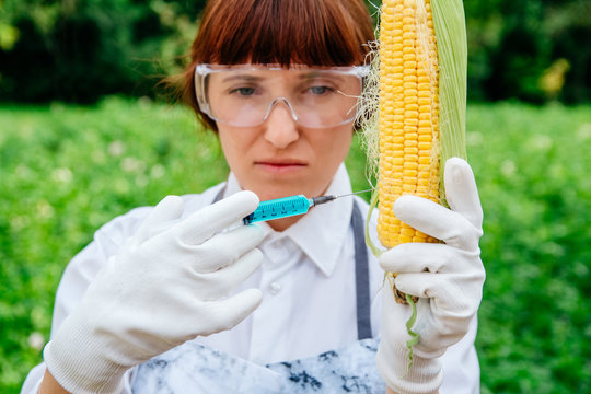 Scientist biologist in a lab coat and protective gloves introduces a blue liquid into the vegetables, corn, against the background of green plants. Genetic breeding of vegetables
