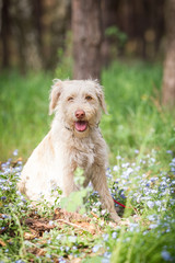 Mischlingshündin im Wald