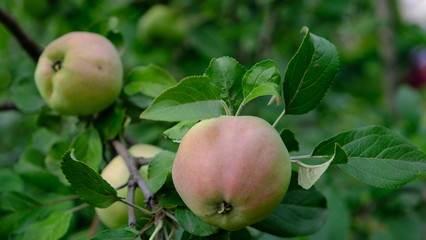 apples on the branches of an apple tree