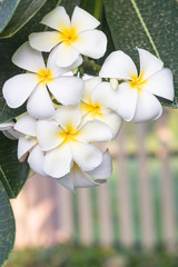white plumeria flowers and leaf