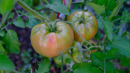  tomatoes ripen on the bush