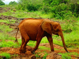 Fototapeta na wymiar Elefantenbaby @Nairobi