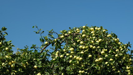 Fototapeta na wymiar apples on the branches of an apple tree